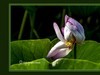 仲夏荷花（51）