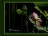 仲夏荷花（51）
