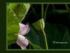 仲夏荷花（51）