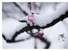 红梅傲雪