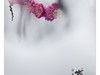 红梅傲雪