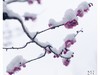 红梅傲雪