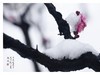 红梅傲雪
