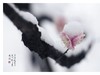 红梅傲雪