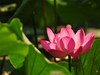 大明湖晨荷