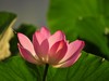 大明湖晨荷