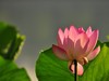 大明湖晨荷