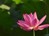 大明湖晨荷