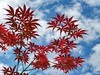 西安植物园的初夏