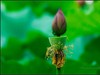 【  荷之蕾  】