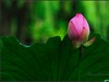 【  荷之蕾  】