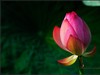 【  荷之蕾  】