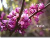 紫荆花