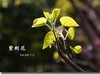 紫荆花