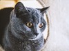 猫咪与咖啡屋
