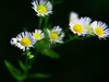 花花世界（东瀛）
