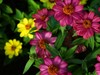 花花世界（东瀛）