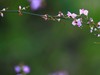 花花世界（东瀛）