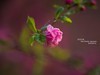 ------  春   暖   花   开  ------