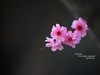 ------  春   暖   花   开  ------