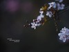 ------  春   暖   花   开  ------