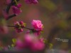 ------  春   暖   花   开  ------