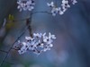 ------  春   暖   花   开  ------