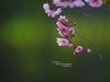 ------  春   暖   花   开  ------