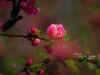 ------  春   暖   花   开  ------