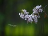 ------  春   暖   花   开  ------