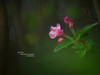 ------  春   暖   花   开  ------