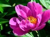 芍药花（4）——恭贺光世界，光影驹老师荣任济南星空(中国)版主！