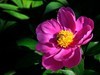 芍药花（4）——恭贺光世界，光影驹老师荣任济南星空(中国)版主！