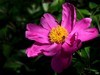 芍药花（4）——恭贺光世界，光影驹老师荣任济南星空(中国)版主！