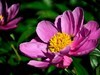 芍药花（4）——恭贺光世界，光影驹老师荣任济南星空(中国)版主！
