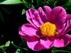 芍药花（4）——恭贺光世界，光影驹老师荣任济南星空(中国)版主！