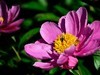 芍药花（4）——恭贺光世界，光影驹老师荣任济南星空(中国)版主！