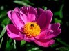 芍药花（4）——恭贺光世界，光影驹老师荣任济南星空(中国)版主！
