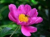 芍药花（4）——恭贺光世界，光影驹老师荣任济南星空(中国)版主！