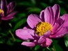 芍药花（4）——恭贺光世界，光影驹老师荣任济南星空(中国)版主！
