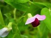 小花朵儿