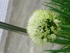 小花朵儿