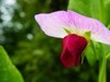小花朵儿