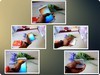 红辣椒任性版体验半个月的感受