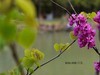紫荆花 续