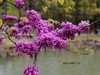 紫荆花 续