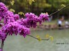 紫荆花 续