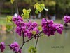 紫荆花 续