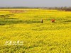 金沙河红薯岭油菜花