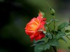 武汉植物园拍的几张花卉【续】贺“光影驹、光世界”二位好友荣任济南星空(中国)版主